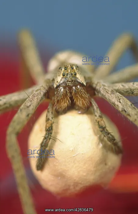 : Pisaura Spider - Carrying Egg Sac : Pisaura Spider - Carrying Egg Sac