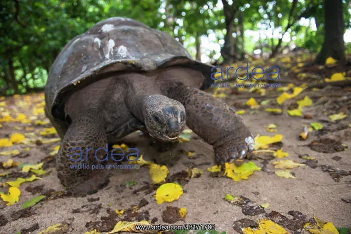 : Pisonia Tree : Pisonia Tree