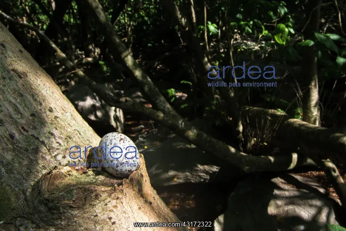 : Pisonia Tree : Pisonia Tree