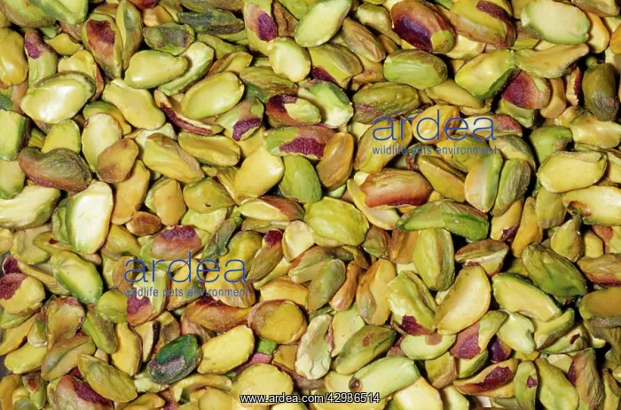 : Pistachio Nut - shelled : Pistachio Nut - shelled