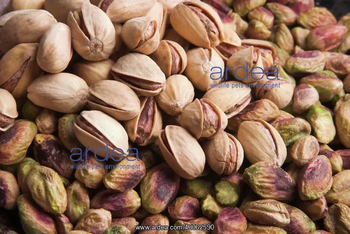 : Pistachionut : Pistachionut