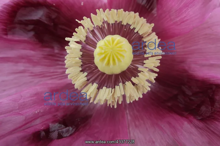 : Pistil and stigma of the opium poppy (Papaver somniferum) : Pistil and stigma of the opium poppy (Papaver somniferum)