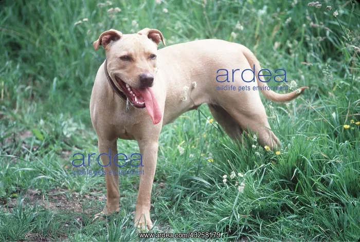 : PIT BULL TERRIER DOG : PIT BULL TERRIER DOG