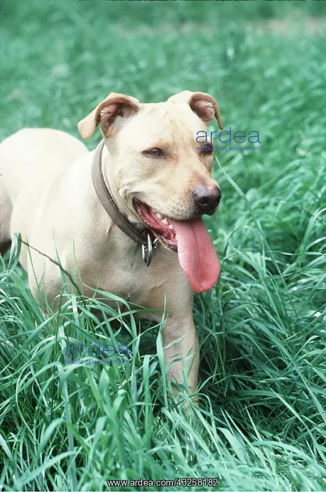 : PIT BULL TERRIER DOG : PIT BULL TERRIER DOG