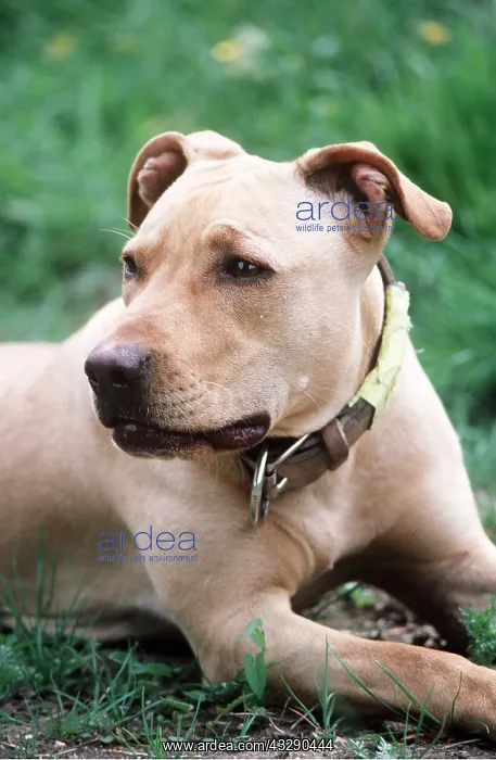 : PIT BULL TERRIER DOG : PIT BULL TERRIER DOG