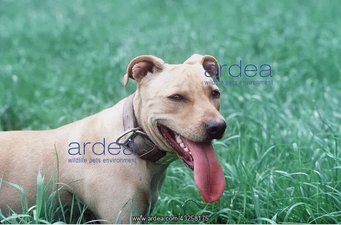 : PIT BULL TERRIER DOG - tongue out panting : PIT BULL TERRIER DOG - tongue out panting