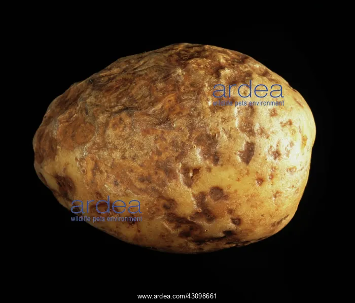 : Pit rot of potato : Pit rot of potato