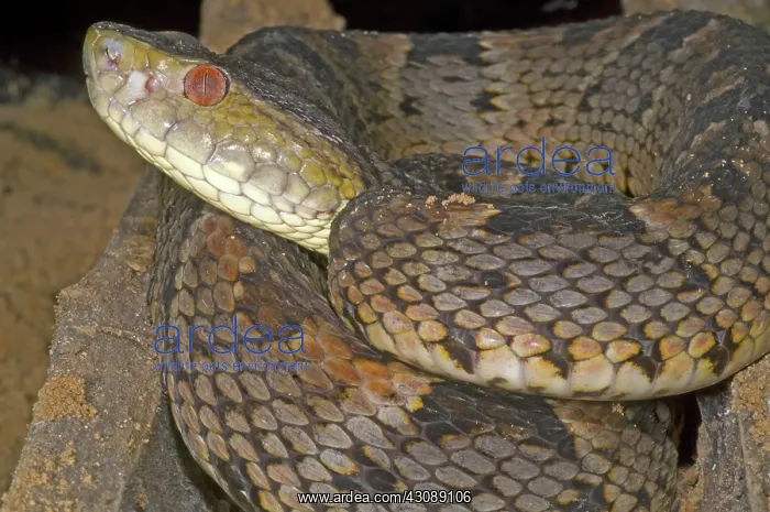 : Pit Viper. Bothrops brazili is a terrestrial viper : Pit Viper. Bothrops brazili is a terrestrial viper