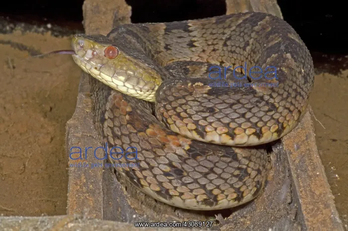 : Pit Viper. Bothrops brazili is a terrestrial viper : Pit Viper. Bothrops brazili is a terrestrial viper