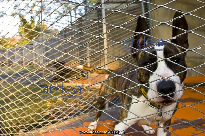 : Pitbull dog cage in the APS : Pitbull dog cage in the APS