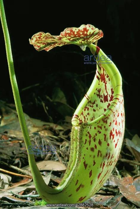 : Pitcher Plant : Pitcher Plant
