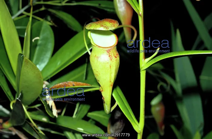 : PITCHER PLANT : PITCHER PLANT