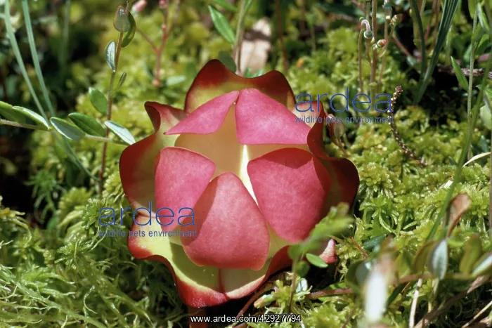 : PITCHER PLANT : PITCHER PLANT