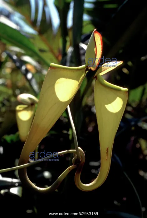 : PITCHER PLANT : PITCHER PLANT