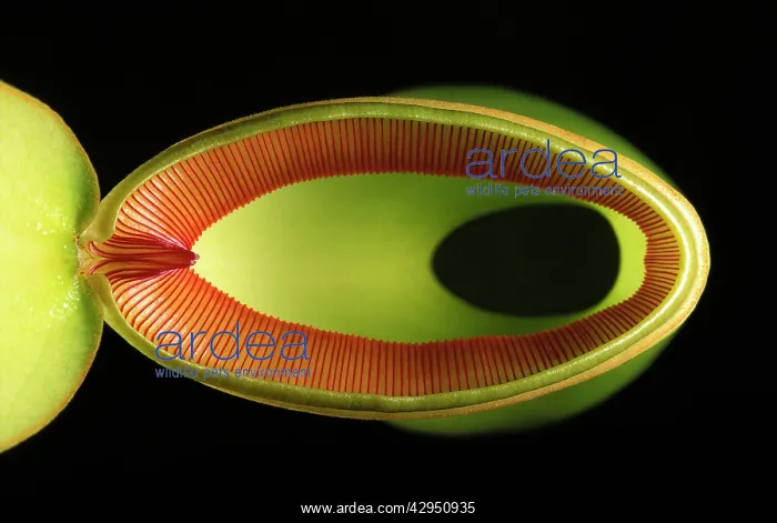 : Pitcher Plant - from above : Pitcher Plant - from above
