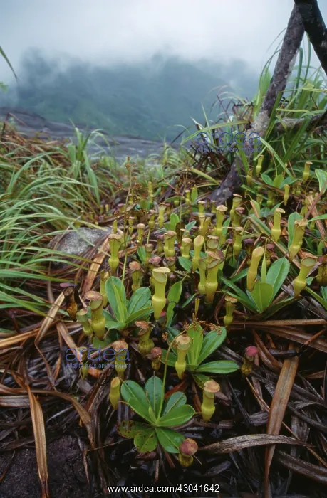 : Pitcher plant : Pitcher plant