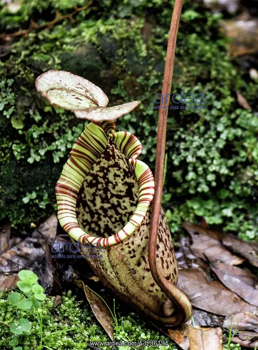  : Pitcher Plant