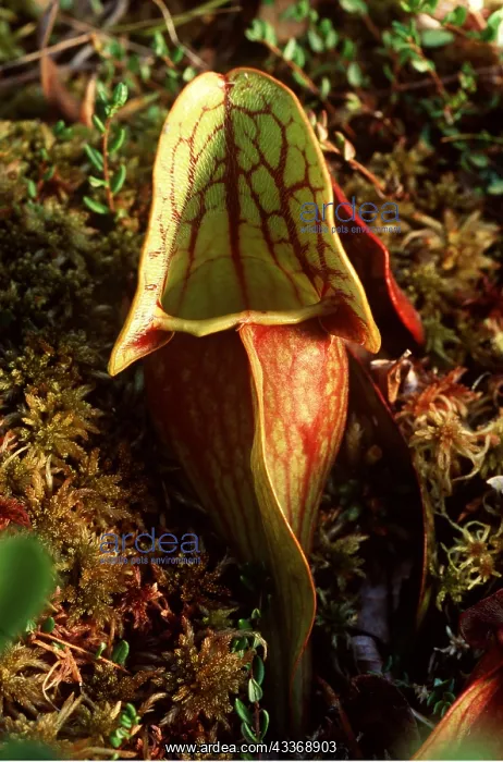 : PITCHER PLANT - : PITCHER PLANT -