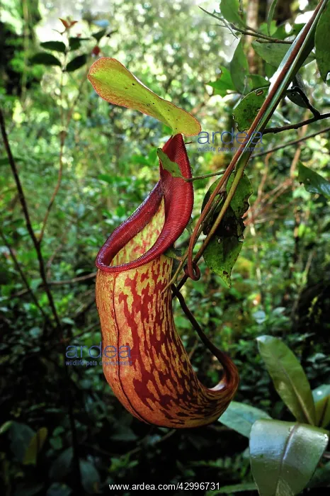 : Pitcher plant - carnivorous plant : Pitcher plant - carnivorous plant