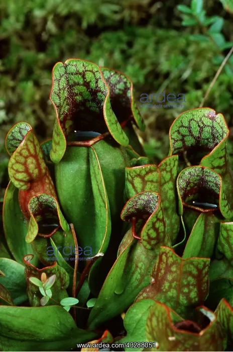 : PITCHER PLANT - CLOSE UP : PITCHER PLANT - CLOSE UP