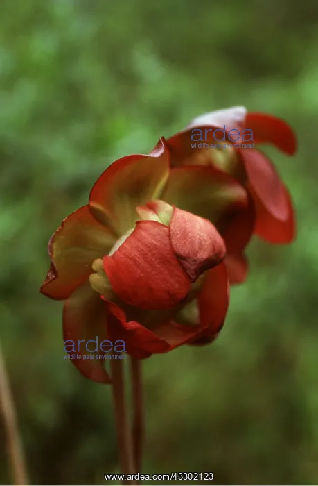 : PITCHER PLANT - close-up : PITCHER PLANT - close-up