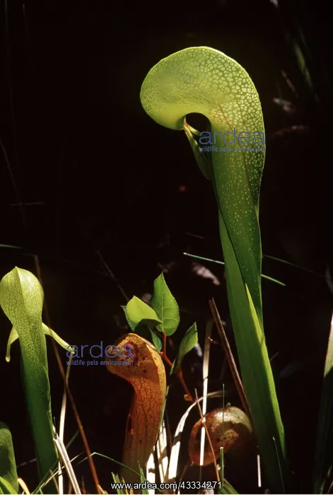: PITCHER PLANT / COBRA LILY : PITCHER PLANT / COBRA LILY