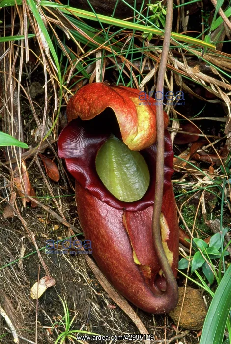 : PITCHER PLANT - Endemic to Mount Kinabalu : PITCHER PLANT - Endemic to Mount Kinabalu