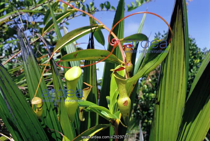 : PITCHER PLANT - Insect eating : PITCHER PLANT - Insect eating