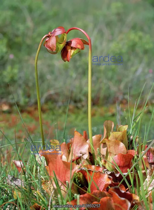  : Pitcher Plant - insectivorous