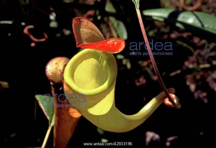 : PITCHER PLANT - MADAGASCAR : PITCHER PLANT - MADAGASCAR
