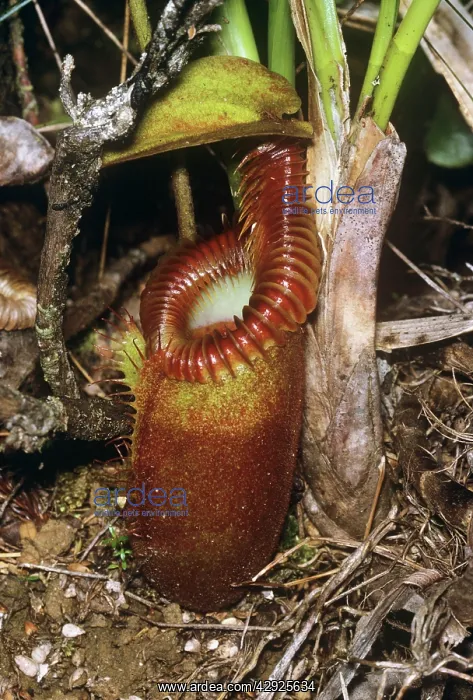 : PITCHER PLANT - MOSSY & FLOWER : PITCHER PLANT - MOSSY & FLOWER