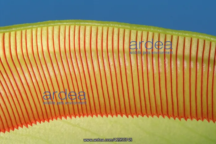 : Pitcher Plant - the top of the pitcher are covered : Pitcher Plant - the top of the pitcher are covered