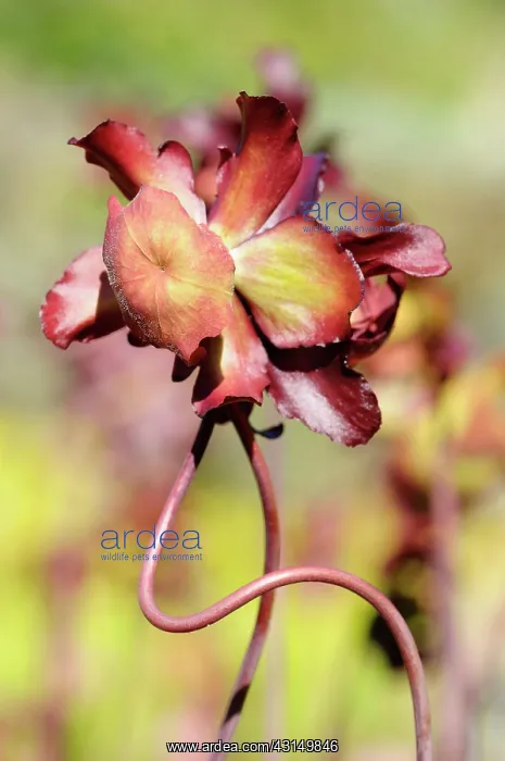 : Pitcher plant, Sarraceria courtii, Two entwined stems growin : Pitcher plant, Sarraceria courtii, Two entwined stems growin