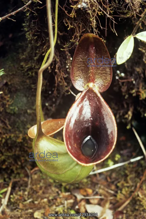 : Pitcher Plant - showing water inside : Pitcher Plant - showing water inside