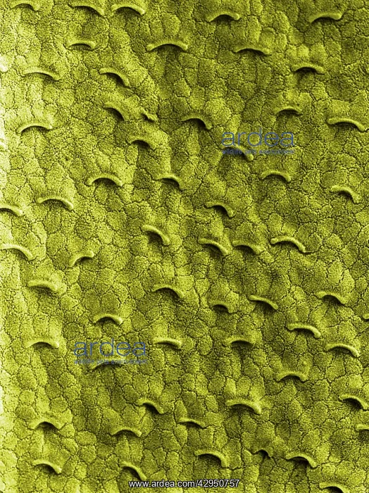 : Pitcher Plant - the smooth and slippery surface : Pitcher Plant - the smooth and slippery surface