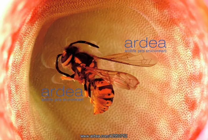 : Pitcher Plant - a wasp drowning in the digestive liquid : Pitcher Plant - a wasp drowning in the digestive liquid