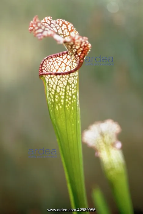  : Pitcherplant