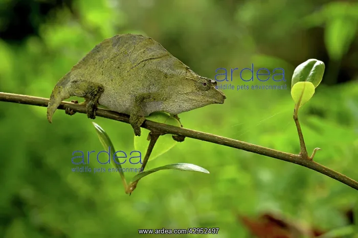 : Pitless Pygmy Chameleon - adult female on a branch : Pitless Pygmy Chameleon - adult female on a branch