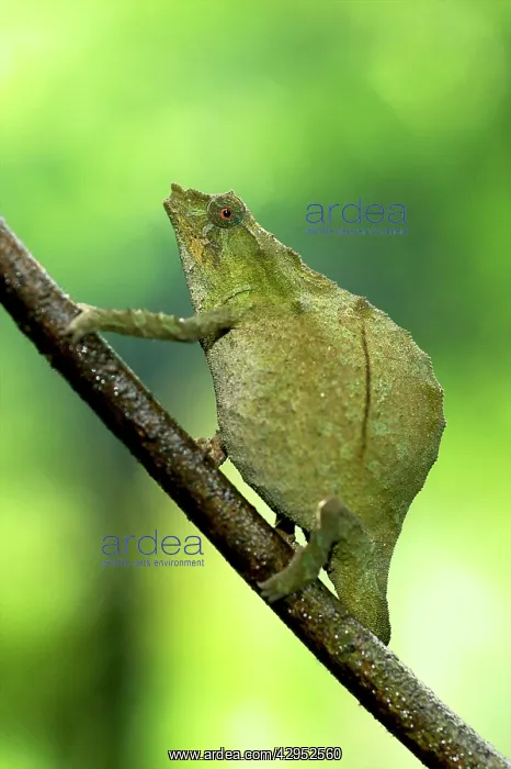 : Pitless Pygmy Chameleon - adult female on a branch : Pitless Pygmy Chameleon - adult female on a branch