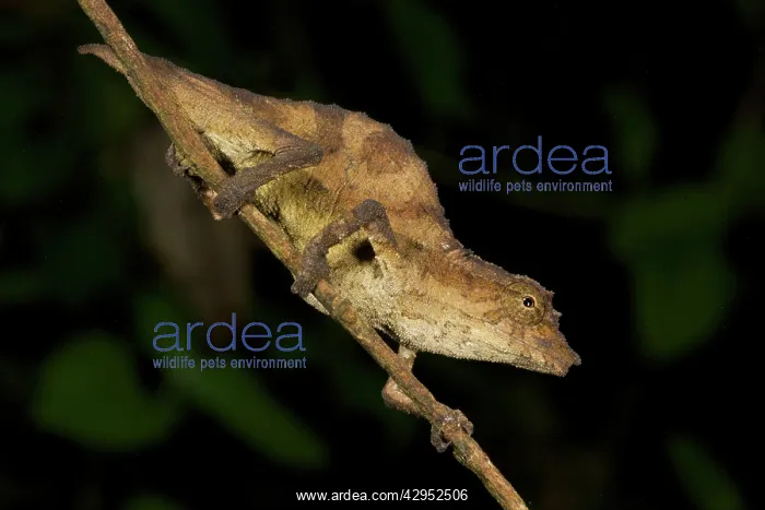 : Pitless Pygmy Chameleon - adult male on a branch : Pitless Pygmy Chameleon - adult male on a branch