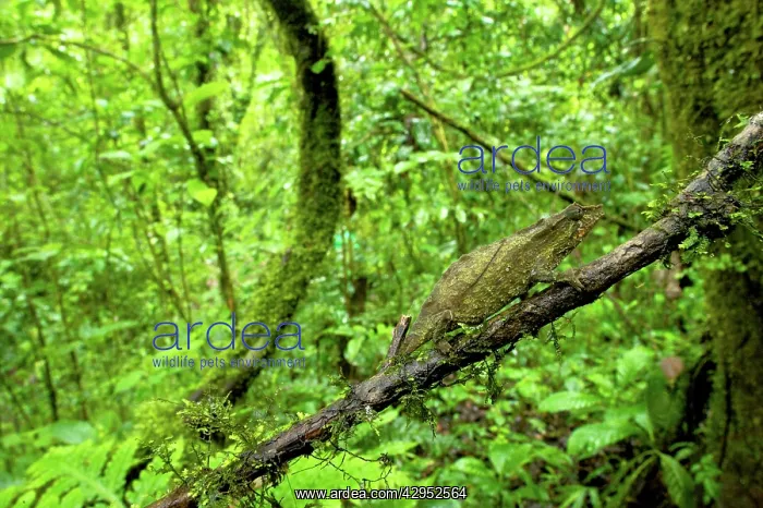 : Pitless Pygmy Chameleon - adult male on a branch : Pitless Pygmy Chameleon - adult male on a branch