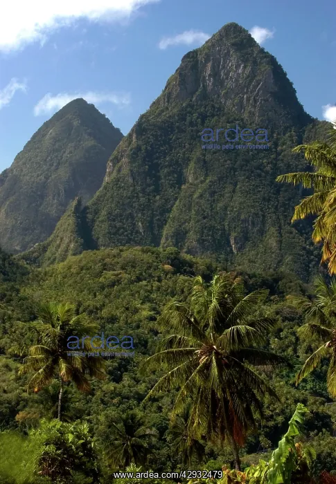 : The Pitons Mountains : The Pitons Mountains