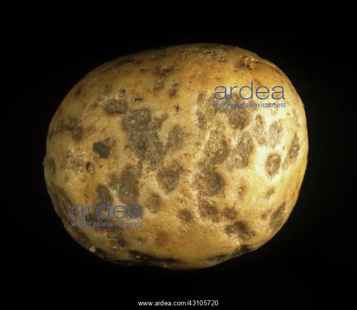 : Pitrot bacterial invasion : Pitrot bacterial invasion