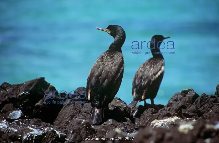 : Pitt Island Shag - on rock : Pitt Island Shag - on rock