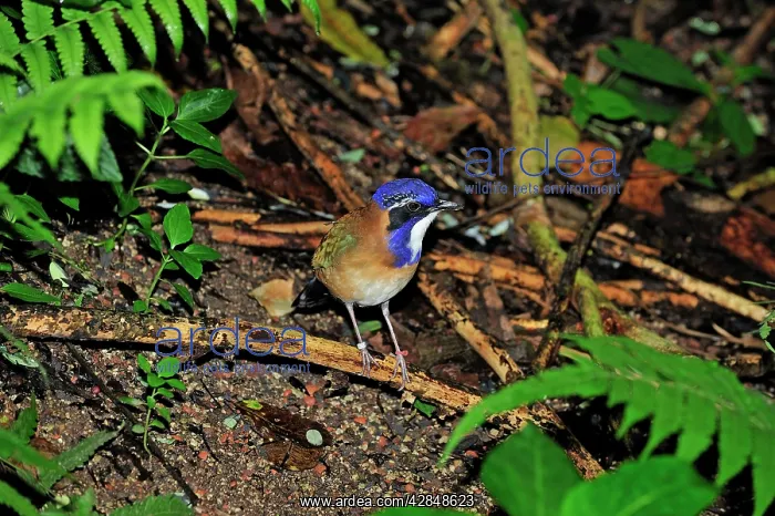 : Pitta-like Ground Roller : Pitta-like Ground Roller
