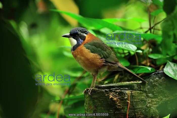 : Pitta-like Ground Roller : Pitta-like Ground Roller