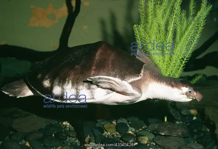: Pitted-Shelled / Pig-Nosed Turtle : Pitted-Shelled / Pig-Nosed Turtle