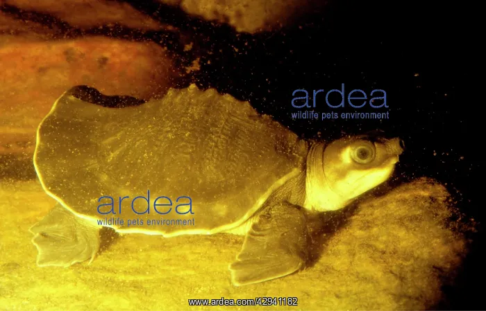 : Pitted-shelled (Pig-nosed) turtle (Carettochelys