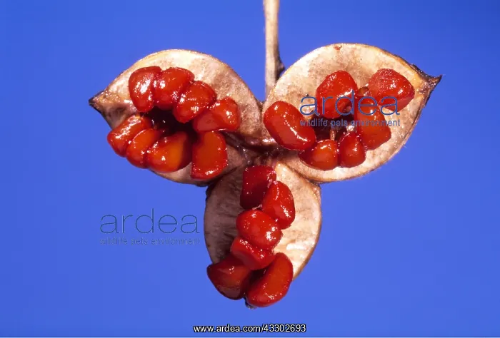 : PITTOSPORUM - Fruit and Seeds, close-up : PITTOSPORUM - Fruit and Seeds, close-up