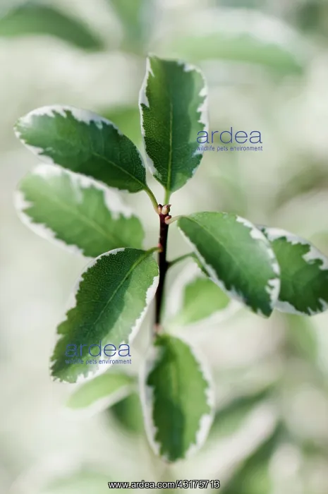 : Pittosporum, Pittosporum tenuifolium Marjory Channon, gree : Pittosporum, Pittosporum tenuifolium Marjory Channon, gree